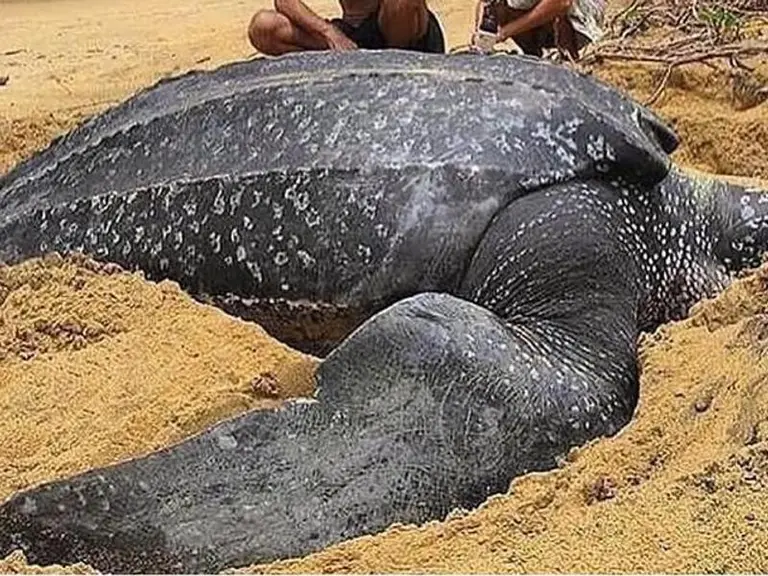 Turtle Watching tour image